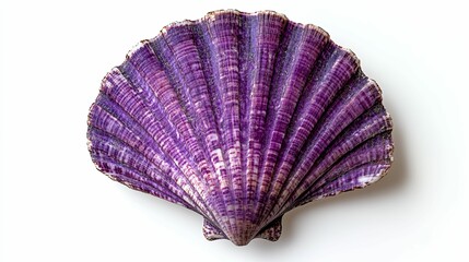 Vibrant purple scallop shell, perfectly centered on white background.