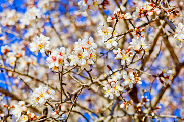 fleurs