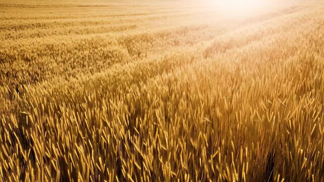 Golden Wheat Field at Sunset Rural Landscape Nature Scenery
