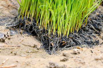 Rice seedlings or young green rice plants prepared for cultivation.