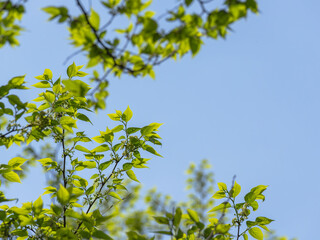 春の空に木の葉が輝く02