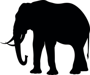 Fototapeta premium Elephant Silhouette, African Wildlife, Large Animal, Mammal, Nature, Powerful, Tusked