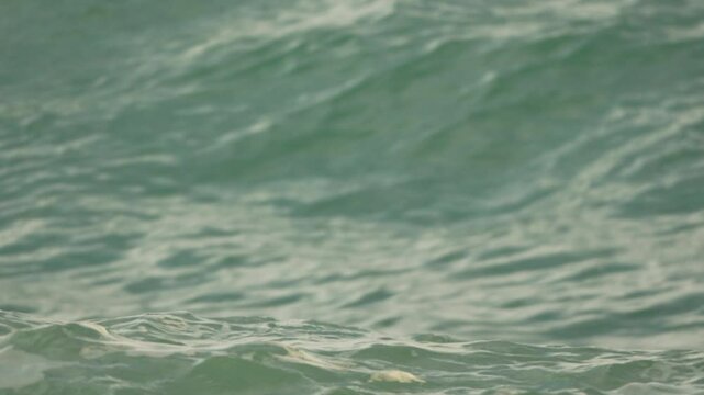 Ocean Person Drowning Waves: Distressed swimmer struggling amidst turbulent sea, likely needing rescue.