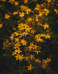 A vibrant close-up shot of yellow flowers in a field, showcasing nature's intricate detail