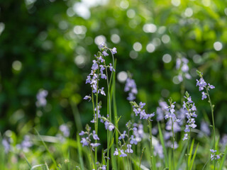 春の山　マツバウンランの紫の花02