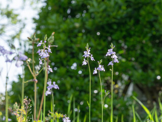 春の山　マツバウンランの紫の花09