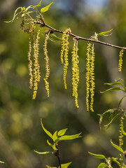 春の森　クヌギの花