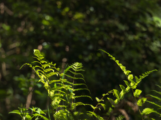 春の森 シダが日差しに輝く01