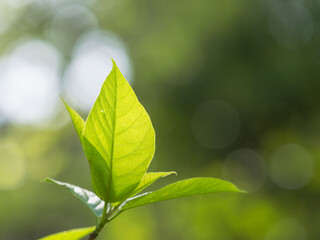 春の森の木の葉が輝く02