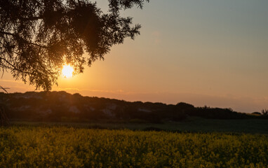 Sun setting behind a tree branch over a field of rapeseed flowers