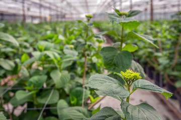 Hydrangea flower buds in a specialized Dutch nursery of Hydrangea cut flowers.