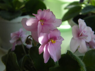 Beautiful pink violet flowers blooming in sunlight with soft green foliage in a tranquil indoor setting