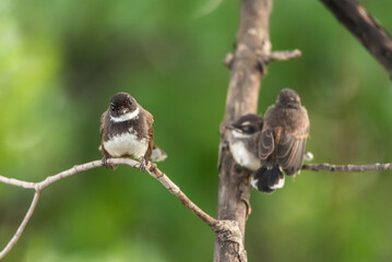 Two birds (Malaysian Pied Fantail) in nature wild