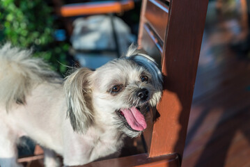 Dog sitting in cafe looking at something
