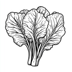 Fototapeta premium A detailed black and white illustration of fresh leafy greens