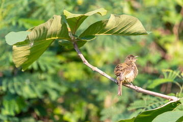 Bird (Streak-eared bulbul) on tree in nature wild