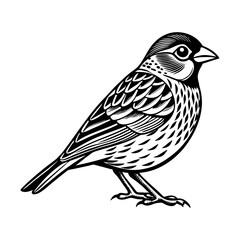 Download Finch Bird Vector Art And Illustration Eps File For Design.