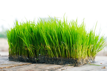 Rice seedlings or young green rice plants prepared for cultivation.