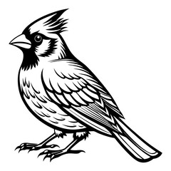 Download Cardinal Bird Vector Art Illustration Eps File For Design.