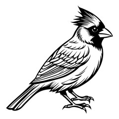 Download Cardinal Bird Vector Art Illustration Eps File For Design.