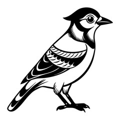 Download Jay Bird Vector Art And Illustration Eps File For Design.