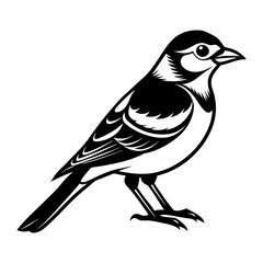Download Jay Bird Vector Art And Illustration Eps File For Design.