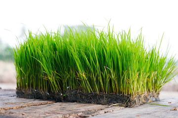 Rice seedlings or young green rice plants prepared for cultivation.