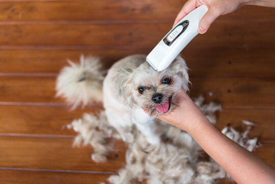 Grooming and haircut dog fur by human with clipper