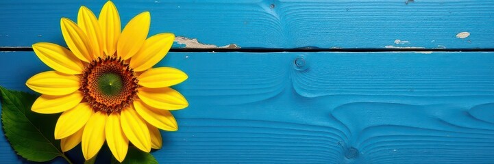 Single sunflower, vibrant yellow against weathered blue wood , background, summer, plant