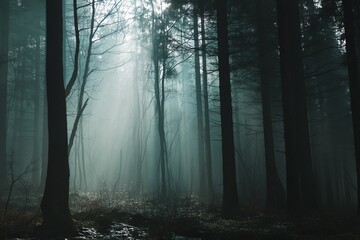 Fototapeta premium Mysterious forest with sunbeams and fog.