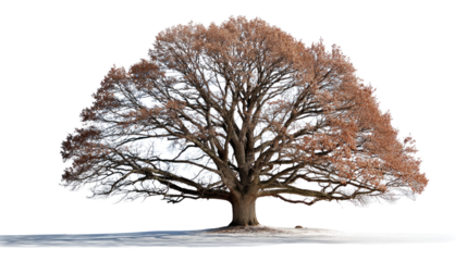Majestic Tree Silhouette: An isolated and detailed view of a massive tree, its branches reaching towards the sky in a picturesque display of strength, nature's grandeur.