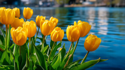 Bright yellow tulips bloom near sparkling blue water