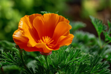 Fototapeta premium Bright orange California poppy in lush green foliage. Vibrant and captivating