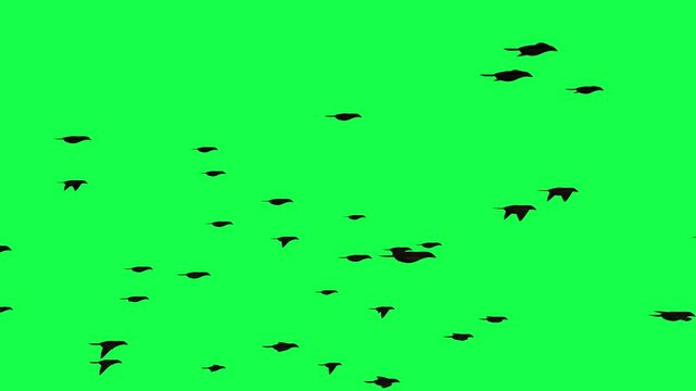 Bird flock flying Green Screen Animation