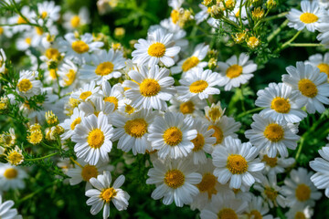 Dense cluster of blooming chamomile flowers with vibrant white petals