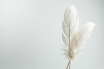 Close-up shot of pristine white feathers against a pure white backdrop , air, object