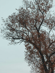 A tall tree with brown leaves against a muted sky, branches reaching upward in autumn