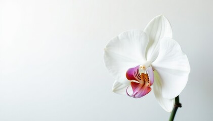 Obraz premium Delicate white orchid blossom on pure white background, art, flower