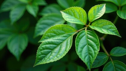 Nature's intricate leaf arrangement showing repetitive growth , autumn, natural