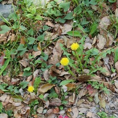 公園でタンポポが咲いている