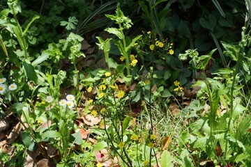 公園でオニタビラコが咲いている
