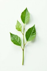 Fototapeta premium Single stem with small leaves on white background, form, texture, botanical