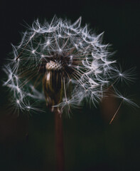 Fototapeta premium Dandelion seed head with delicate, white seeds dispersing in the wind against a dark background.