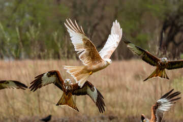 rare leucistic red kite in flight