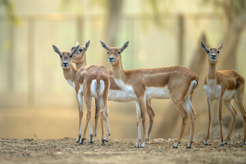 This image showcases four Indian Blackbuck antelopes in a natural park environment.