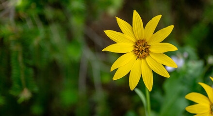 Whorled Coreopsis Widlflower with Copy Space to Left
