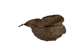 dead leaf isolated on white,dry leaf on transparent png background