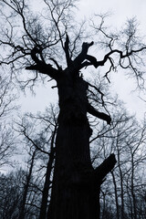 A Tall Tree Silhouette with Branching reaching into a Cloudy Sky