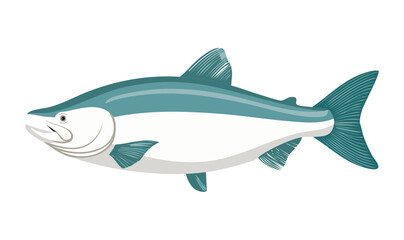 Fototapeta premium Vector Illustration of Pangasius Fish Fresh Water