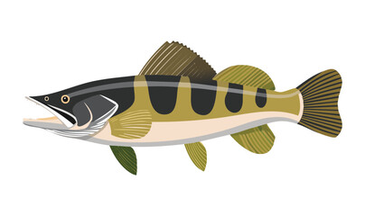 Snakehead Fish - Vector Illustration